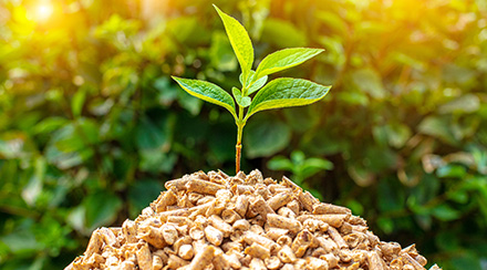 What Is Biomass Energy?